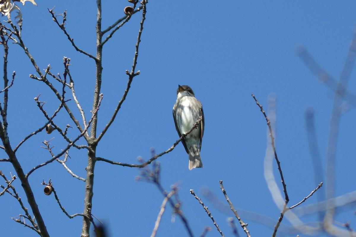 Olive-sided Flycatcher - Bill Koch