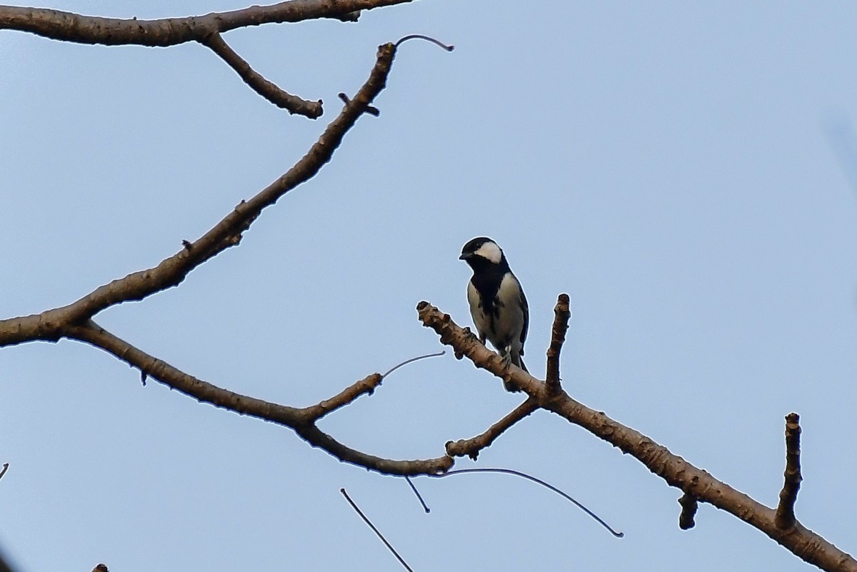 Cinereous Tit - Sathish Ramamoorthy