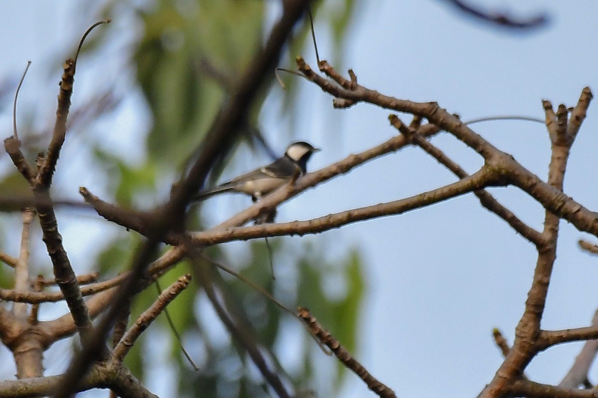 Cinereous Tit - Sathish Ramamoorthy