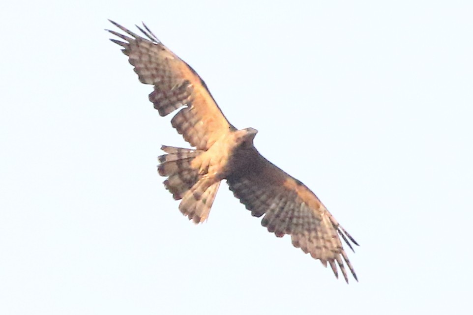 Crested Serpent-Eagle - ML619183145