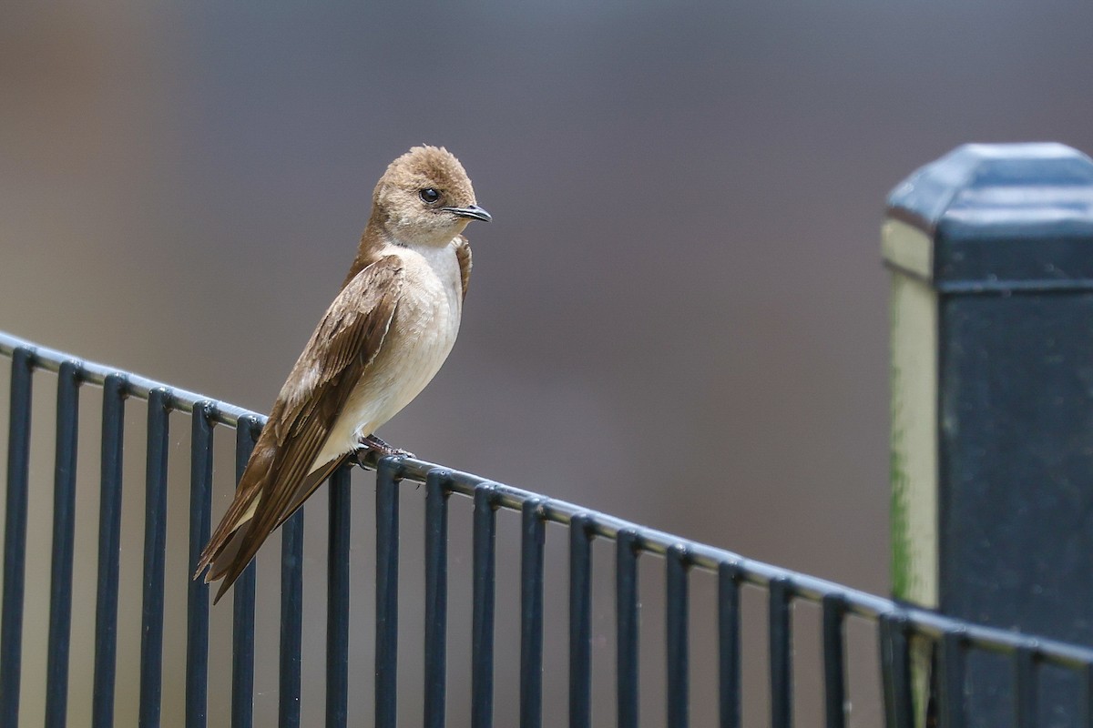 Northern Rough-winged Swallow - David McVay