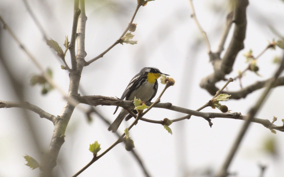 Yellow-throated Warbler - George Gerules & Ann Steffen