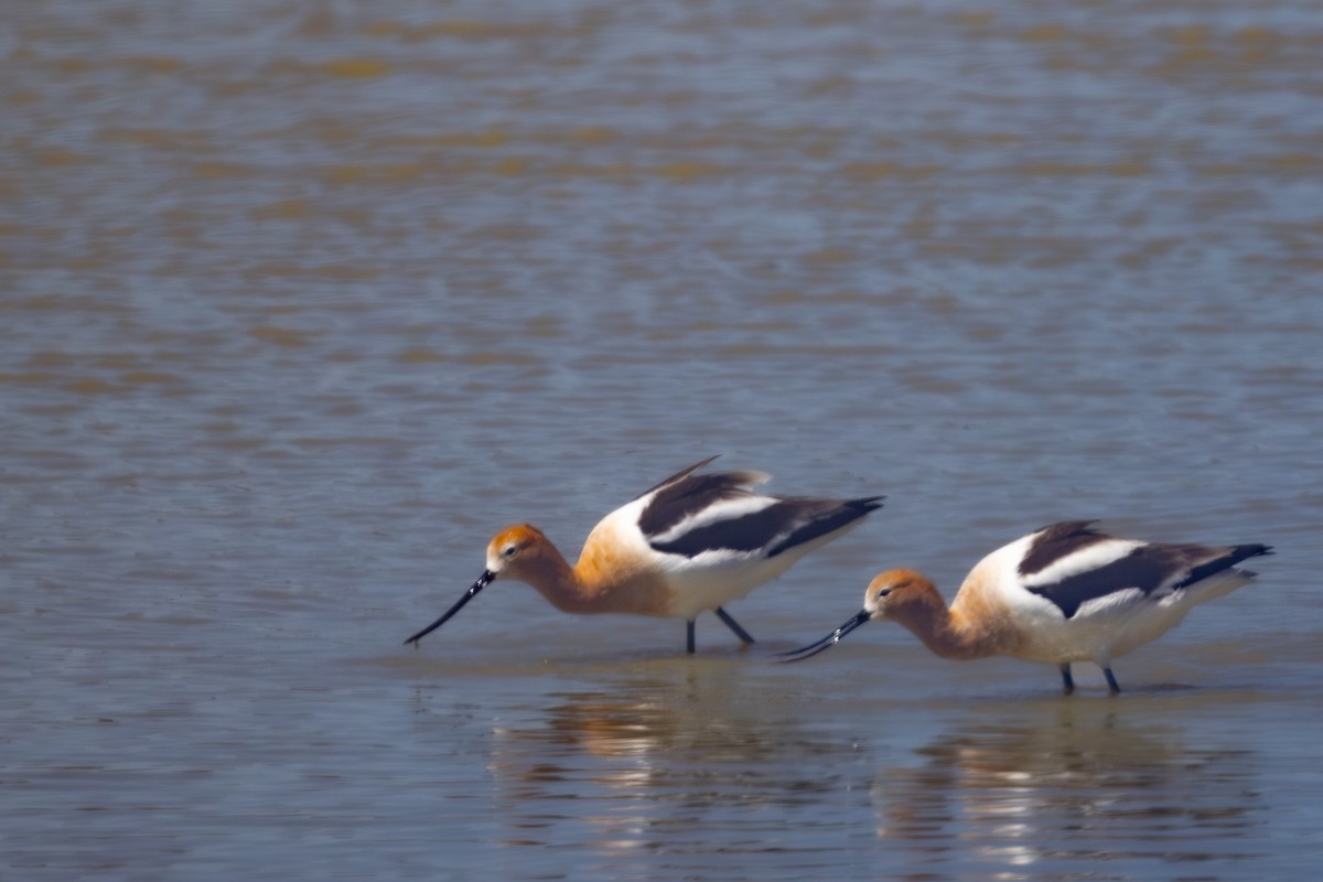 American Avocet - Roger Kohn