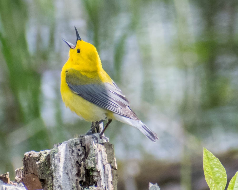 Prothonotary Warbler - ML619183174