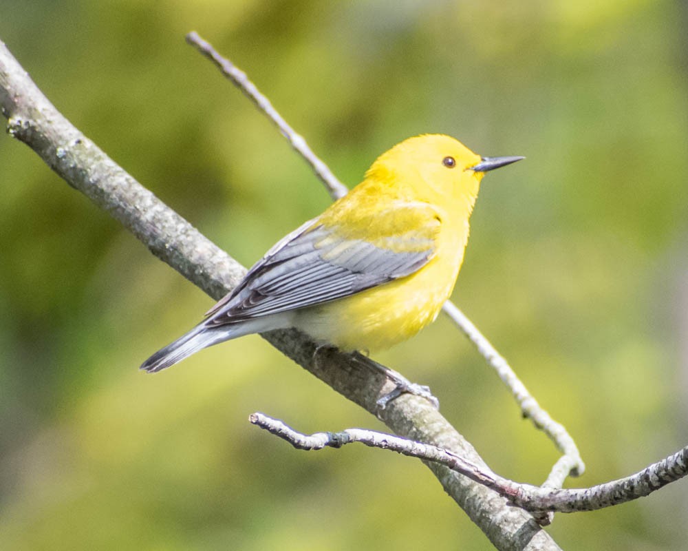 Prothonotary Warbler - ML619183175