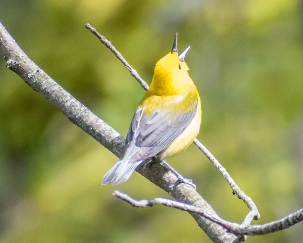 Prothonotary Warbler - Z A Lloyd