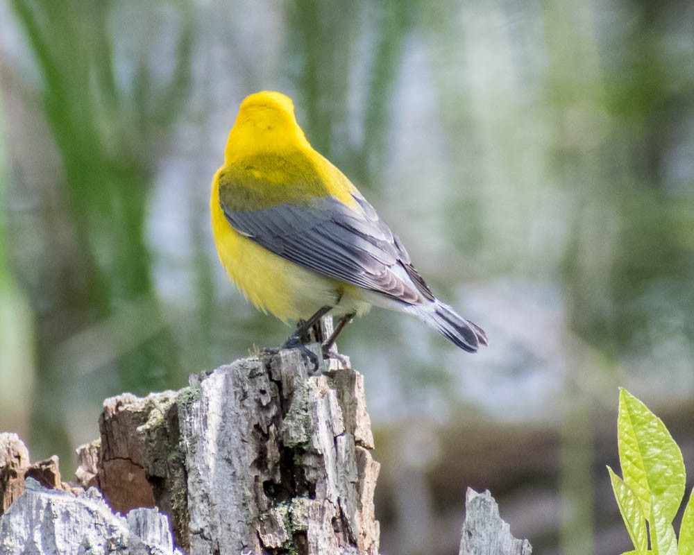Prothonotary Warbler - ML619183178
