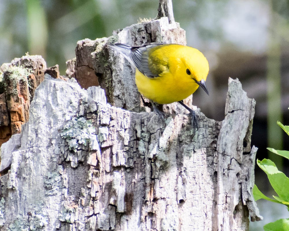 Prothonotary Warbler - ML619183187