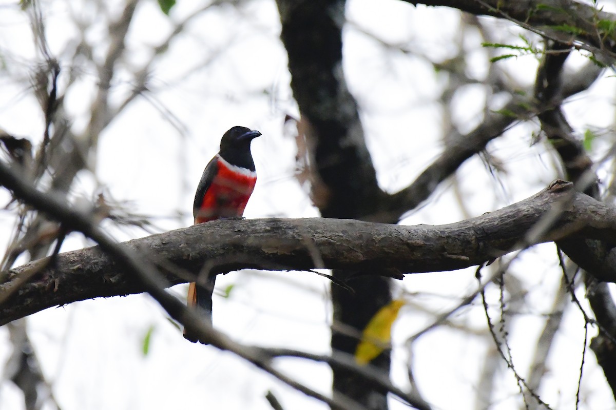 Malabar Trogon - Sathish Ramamoorthy