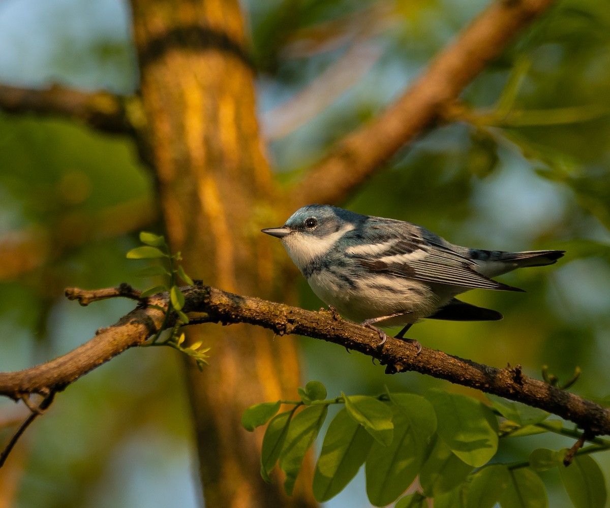 Cerulean Warbler - Kenneth Bishop