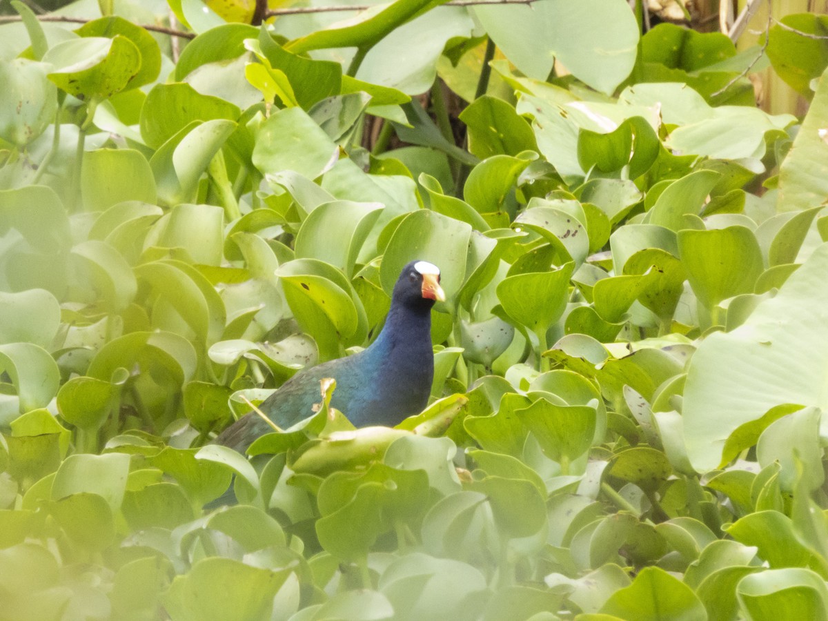 Purple Gallinule - ML619183244