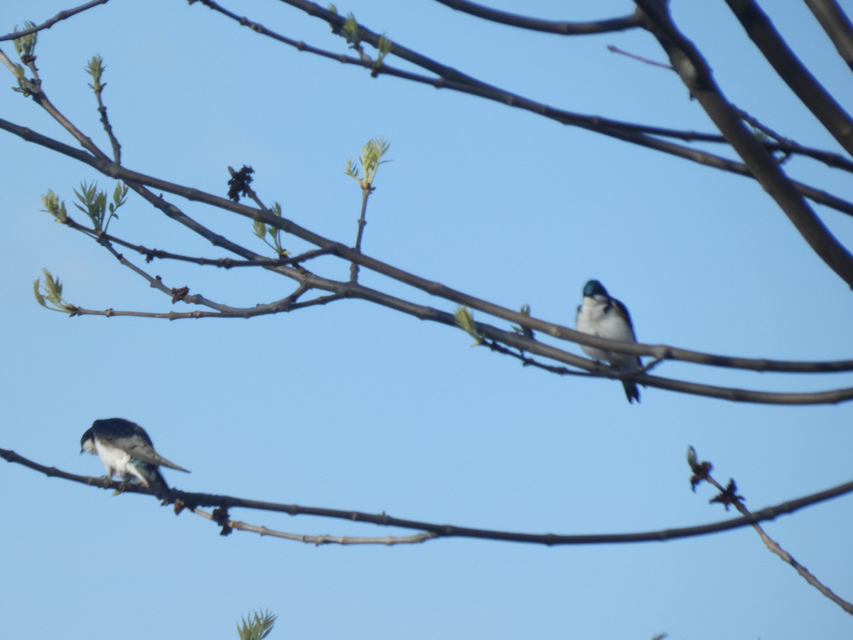 Tree Swallow - ML619183255