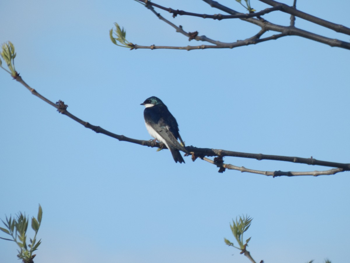 Tree Swallow - ML619183256