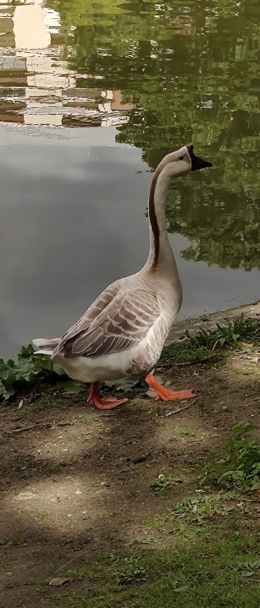Swan Goose - Amélie S