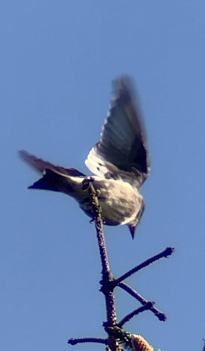 Olive-sided Flycatcher - John Kingeter