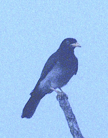 Brown Jay - ML619183268