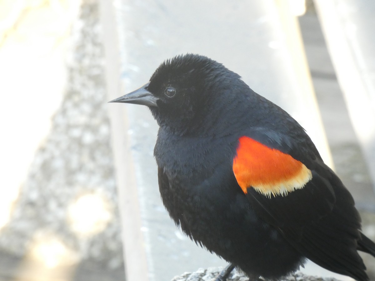 Red-winged Blackbird - Fabian Orozco