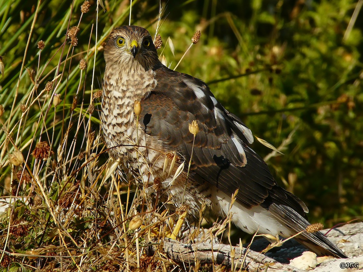 Eurasian Sparrowhawk - Javier Gómez González