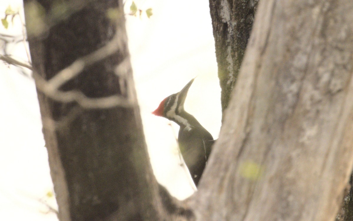 Pileated Woodpecker - George Gerules & Ann Steffen