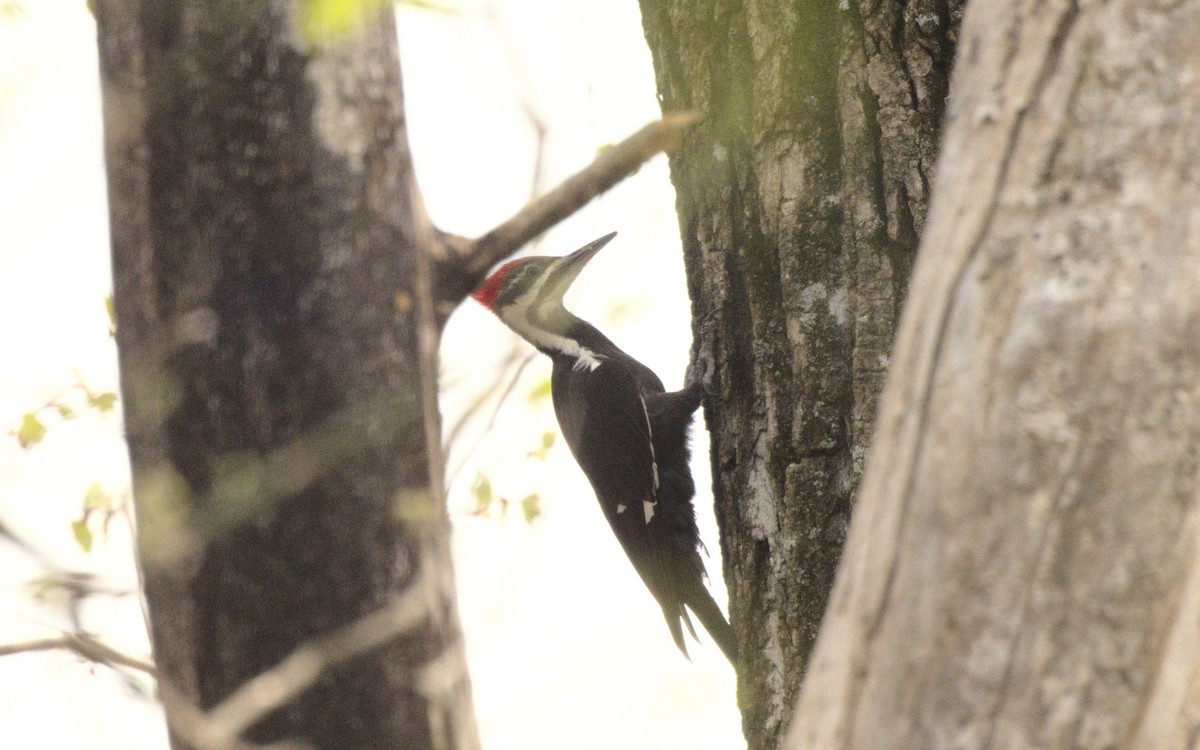 Pileated Woodpecker - George Gerules & Ann Steffen