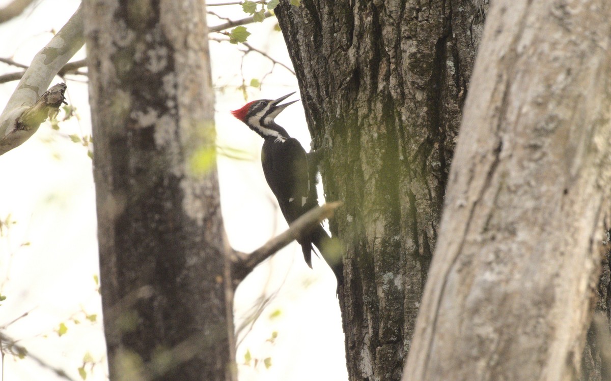 Pileated Woodpecker - George Gerules & Ann Steffen