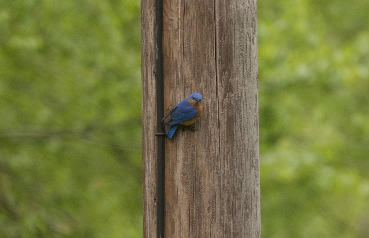 Eastern Bluebird - Matthew Skalla