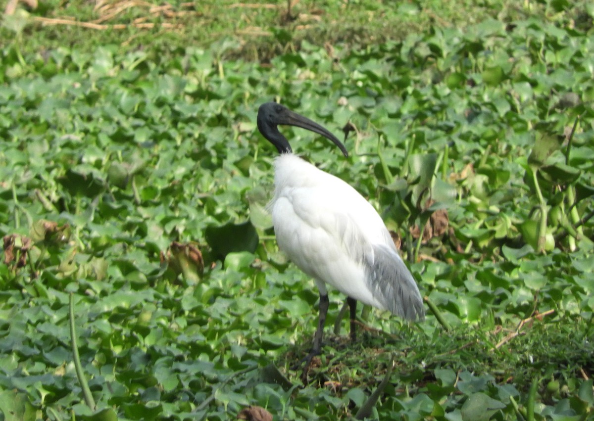 Black-headed Ibis - Manju Sinha