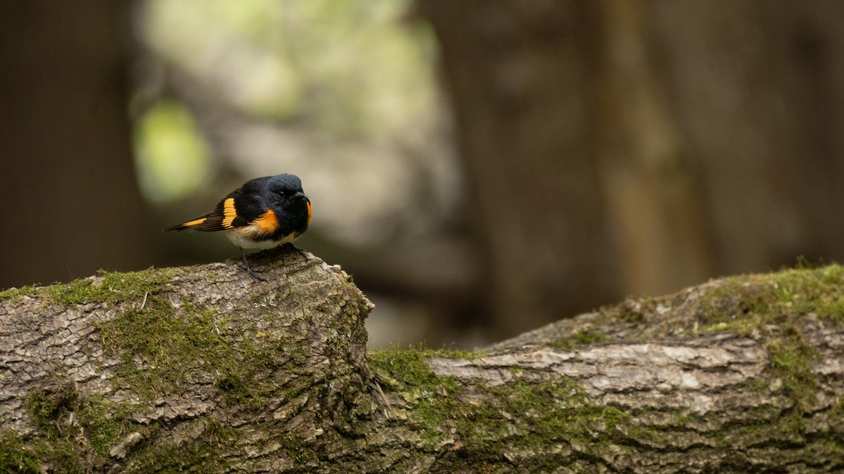 American Redstart - Karim Bouzidi