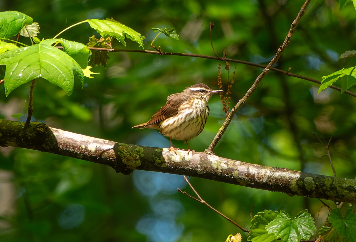 Louisiana Waterthrush - ML619183345