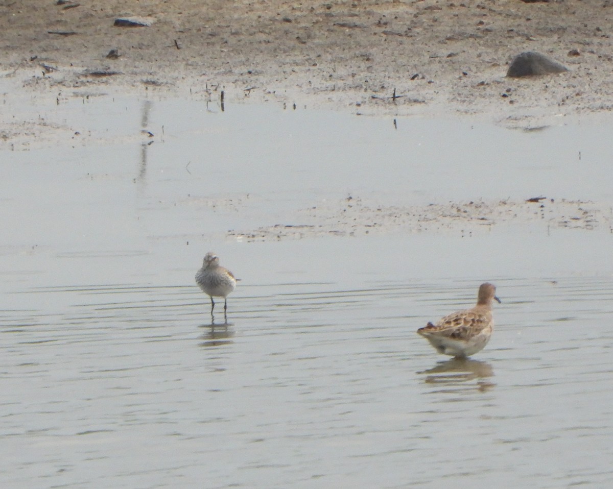 White-rumped Sandpiper - Tate Putman