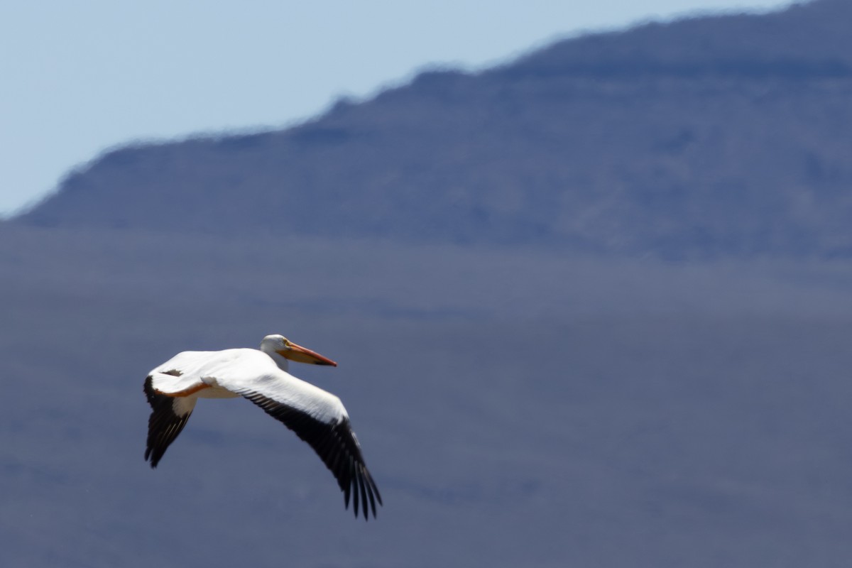 American White Pelican - Roger Kohn