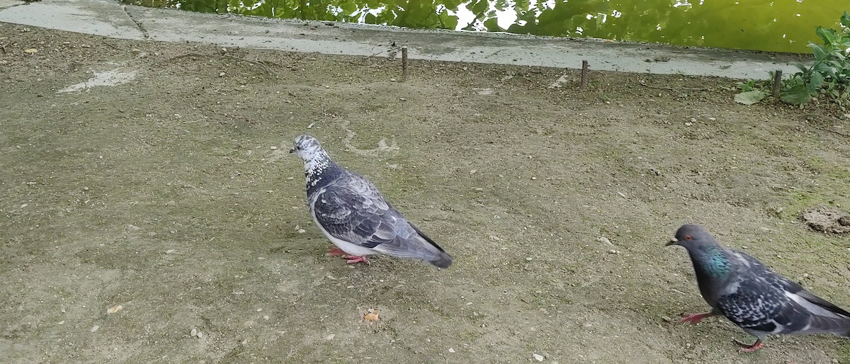 Rock Pigeon (Feral Pigeon) - Amélie S