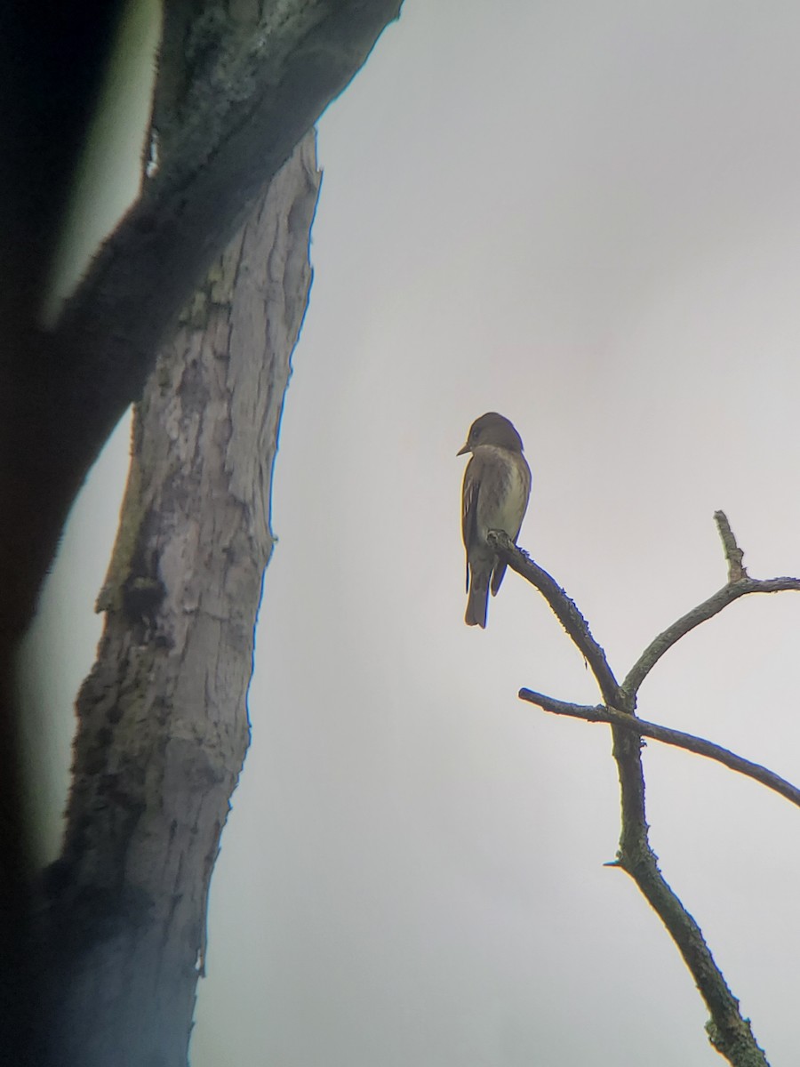 Olive-sided Flycatcher - ML619183409