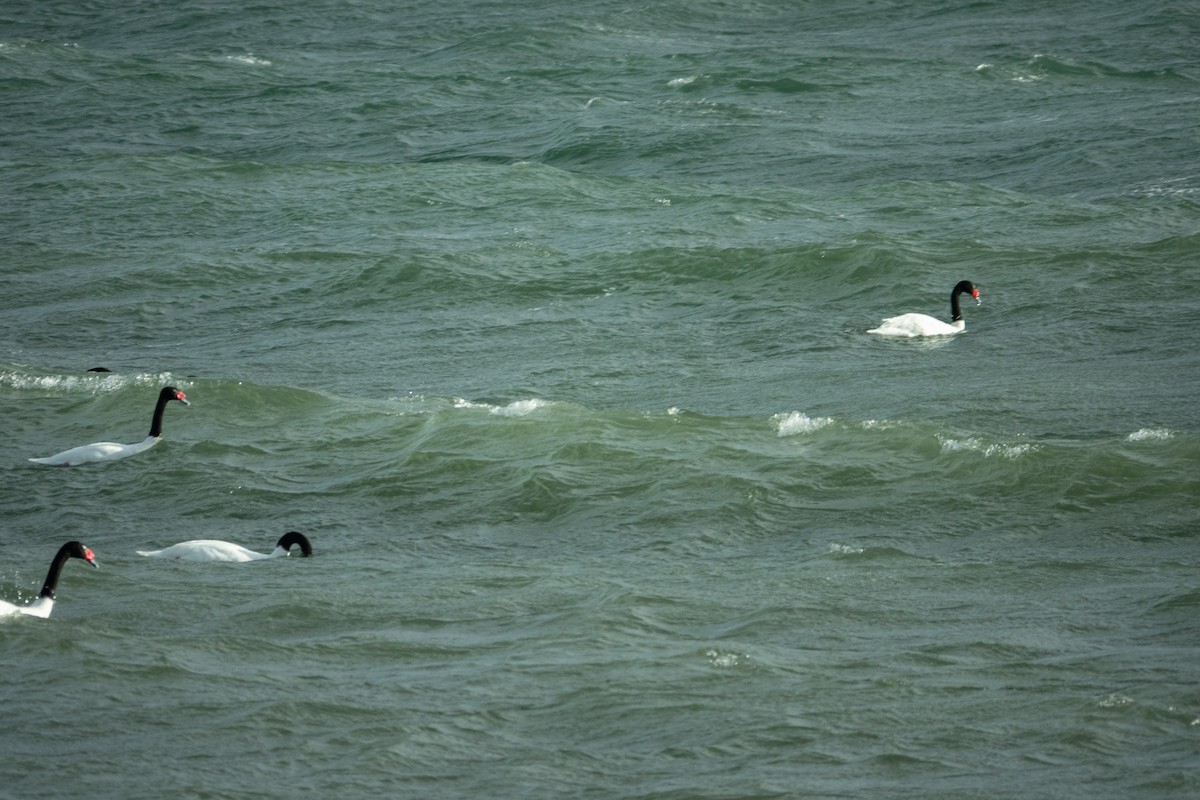 Black-necked Swan - trish bonadonna