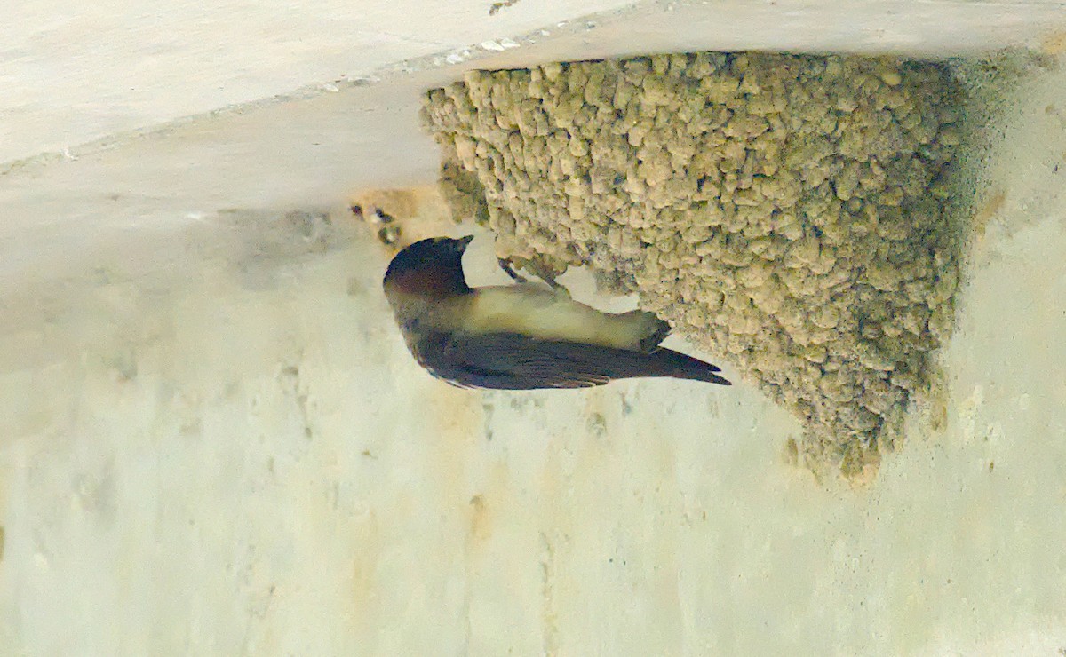 Cliff Swallow - Matthew Murphy