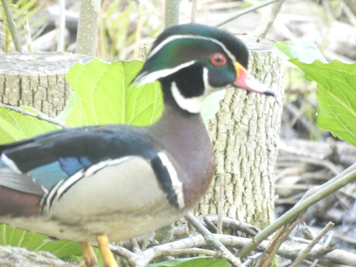 Wood Duck - Fabian Orozco