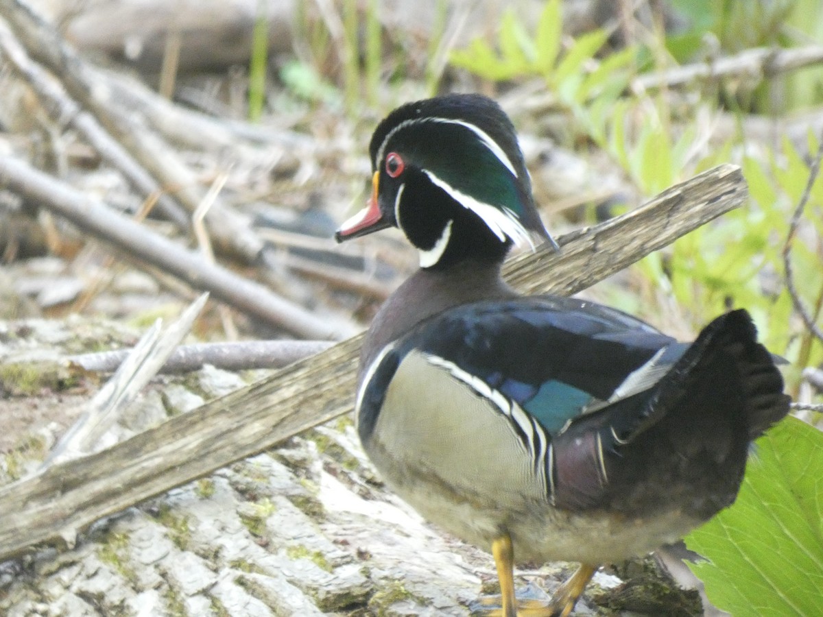 Wood Duck - Fabian Orozco