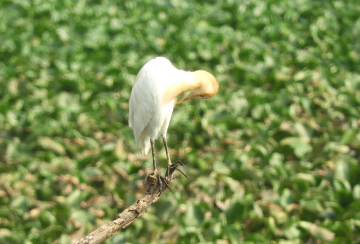 Eastern Cattle Egret - Manju Sinha