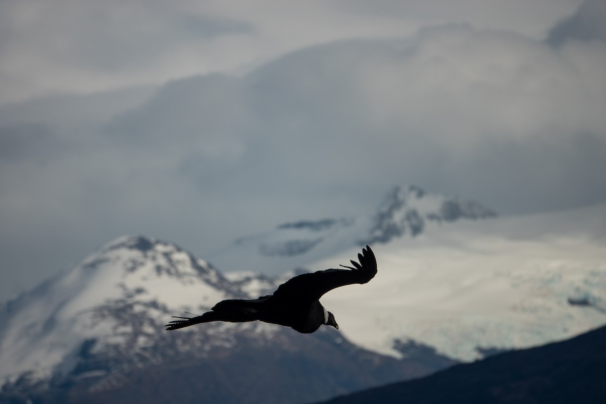 Condor des Andes - ML619183451