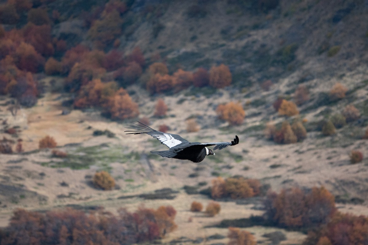 Andean Condor - Trish Bonadonna