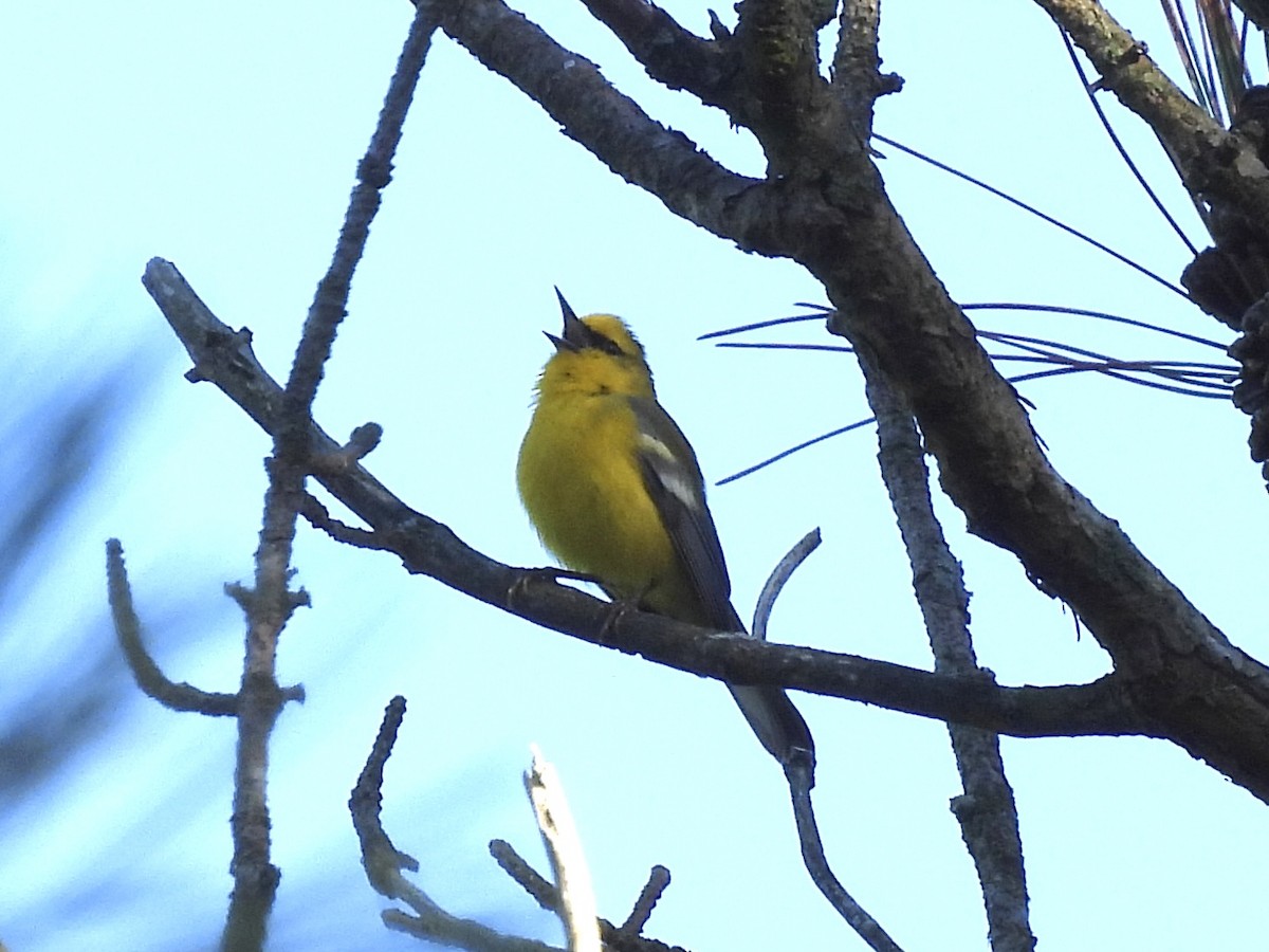 Blue-winged Warbler - Ryan Gannon