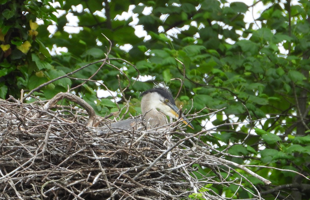 Great Blue Heron - ML619183465