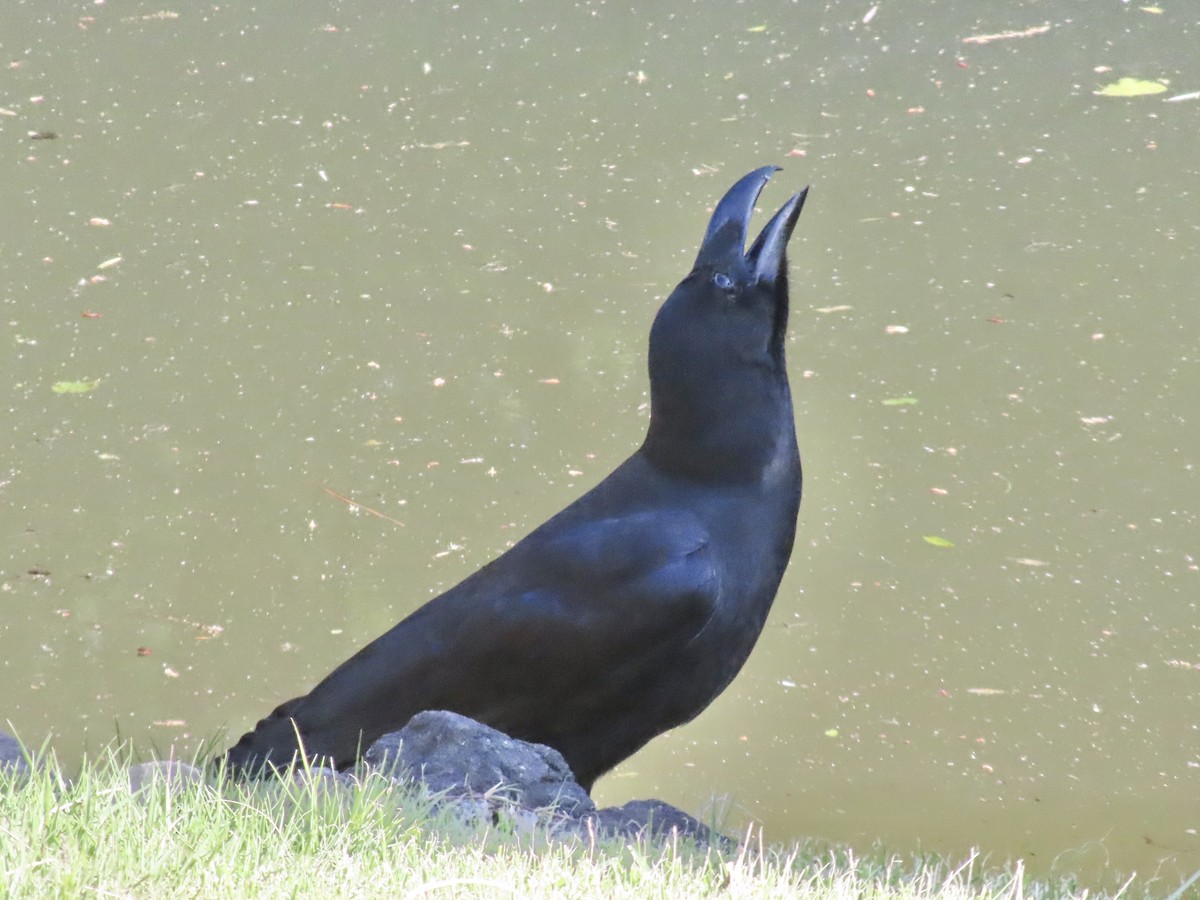 Large-billed Crow - Megumi Yoshio