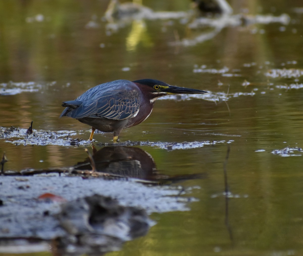 Green Heron - Sergio Abad Garcia