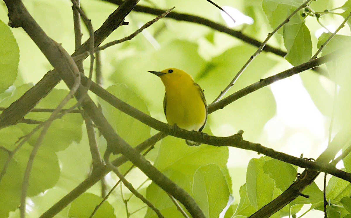 Prothonotary Warbler - Matthew Murphy