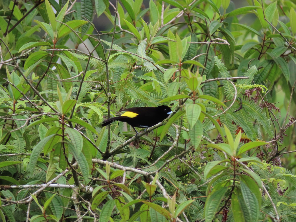 Flame-rumped Tanager - Daniel Henao Yépez