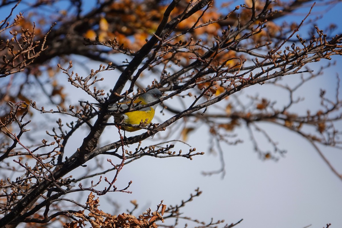 Gray-hooded Sierra Finch - Trish Bonadonna