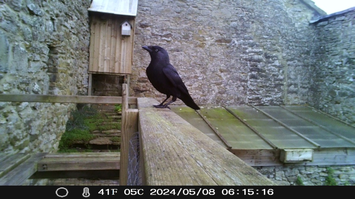 Eurasian Jackdaw - ML619183504