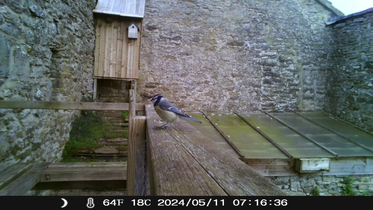 Eurasian Blue Tit - Eric Haswell