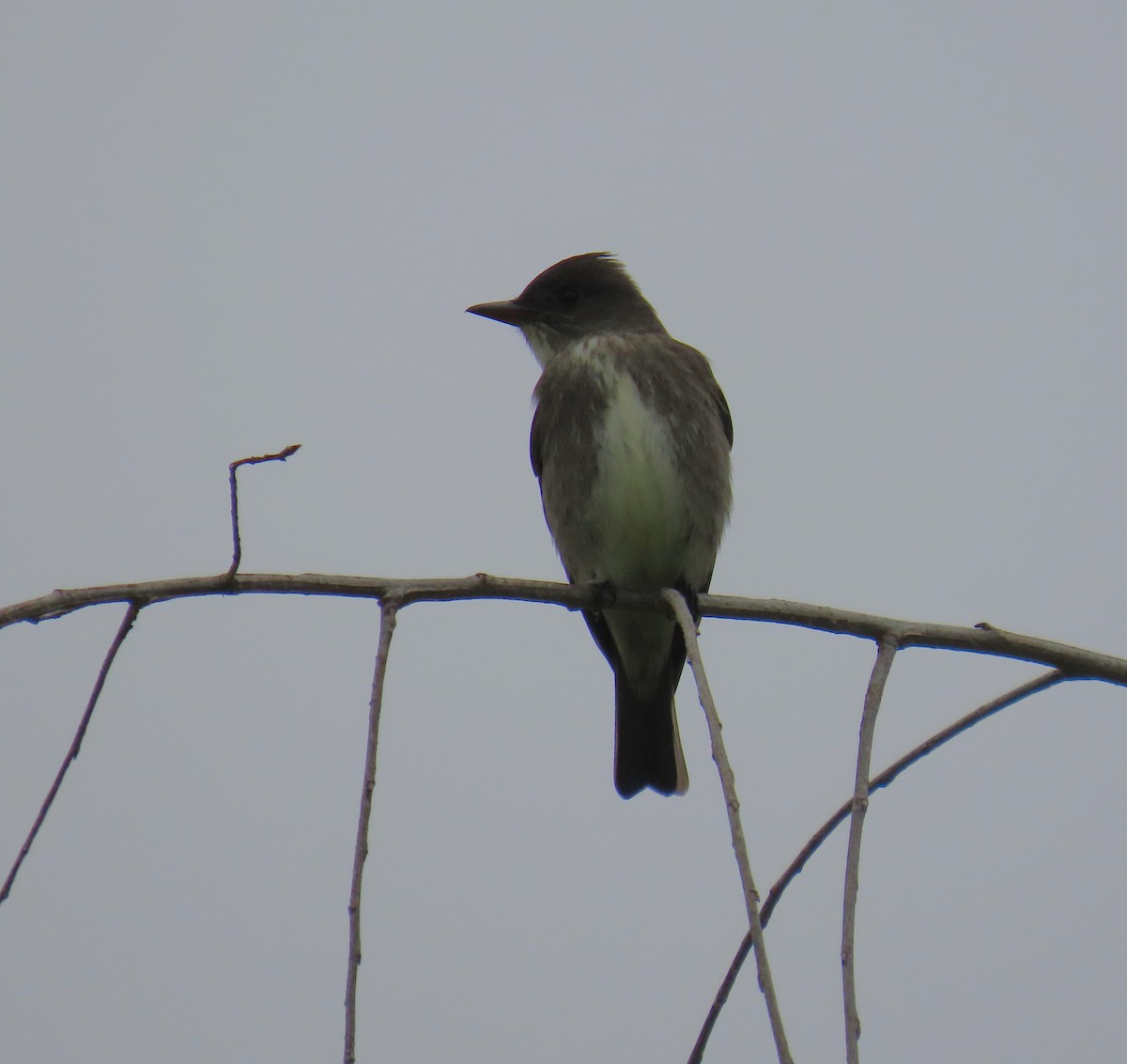 Olive-sided Flycatcher - Shirley Reynolds